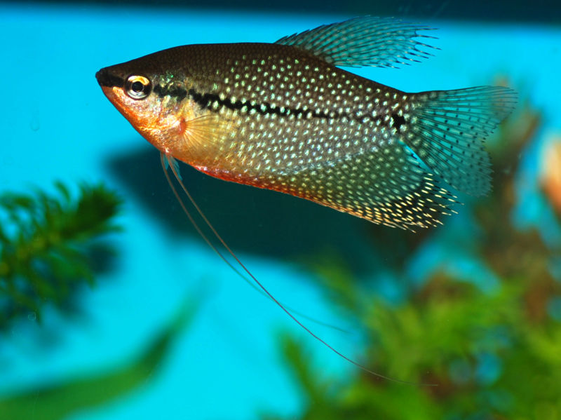 File:Pearlgouramimale-8298.jpg