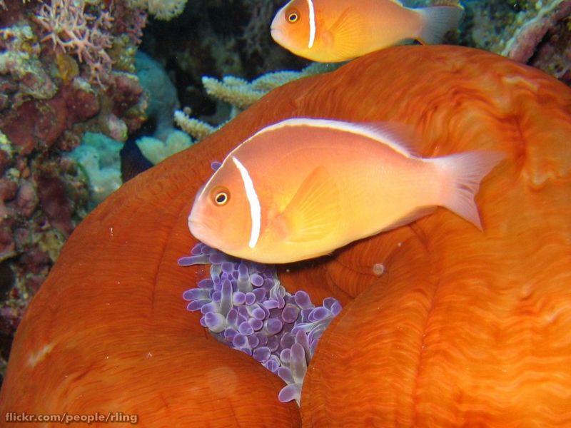File:Pink Anemonefish-8103.jpg