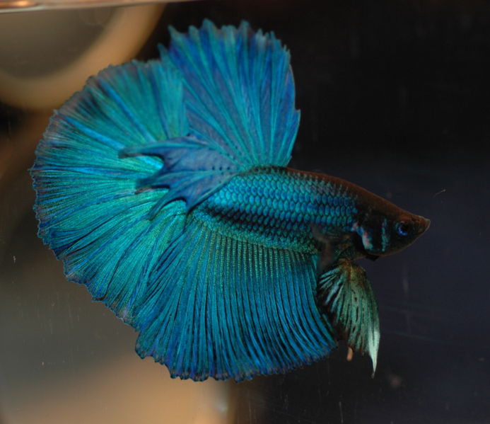File:Bettaturquoise-9401.jpg