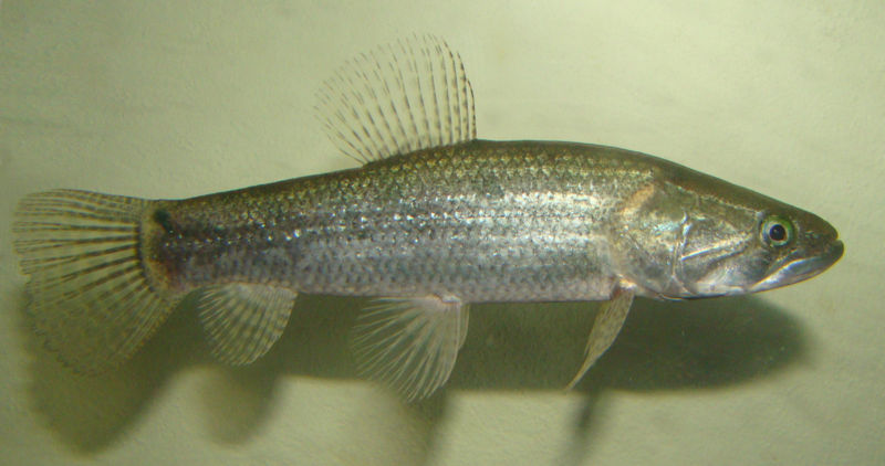 File:Hoplias malabaricus-3483.jpg