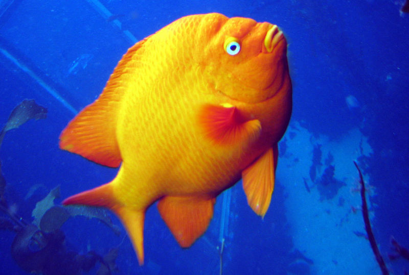 File:Garibaldi-2906.jpg