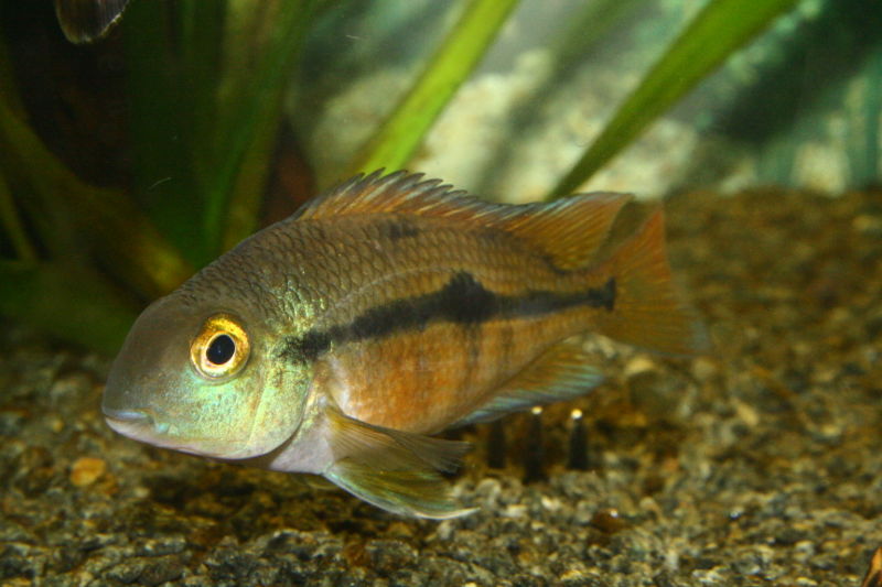 File:Hypsophrys nicaraguensis-2229.jpg