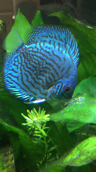 File:Discus with eggs.png