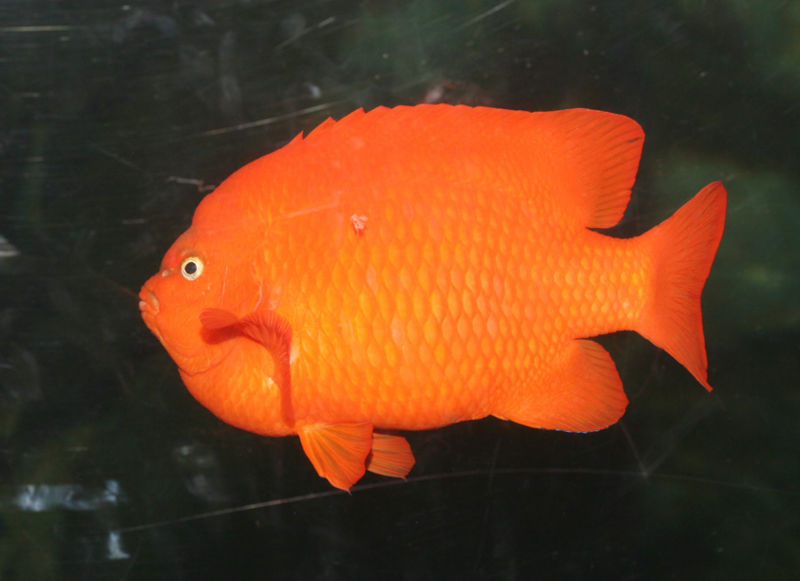 File:Garibaldi.jpg