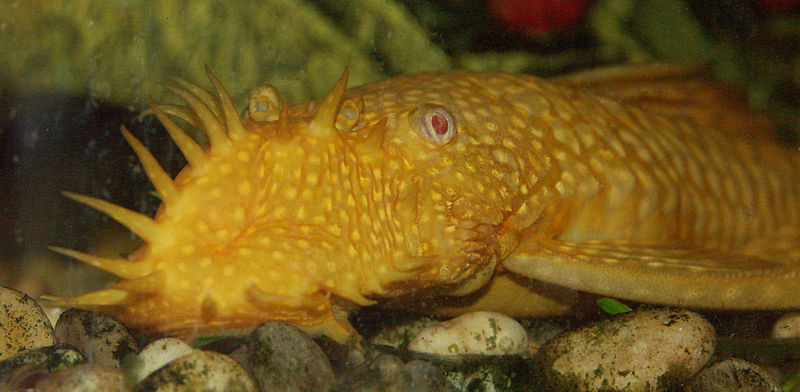 File:Gold Ancistrus4.jpg