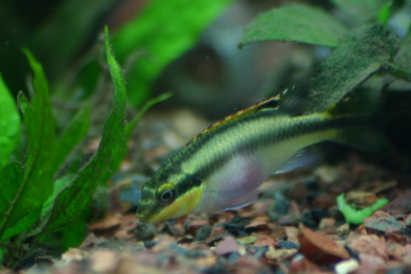 File:Kribensis-5116.jpg