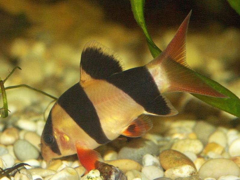 File:Chromobotia macracanthus2.jpg