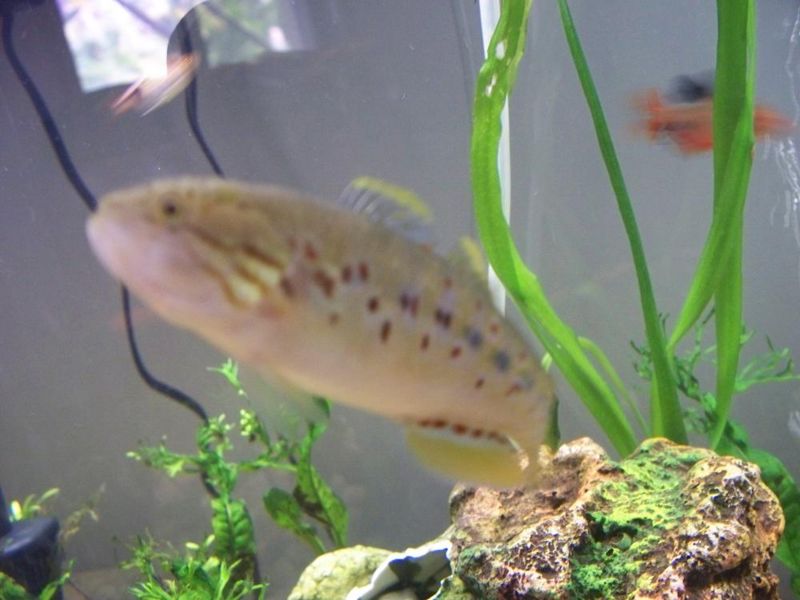 File:Purple spot gudgeon2.jpeg