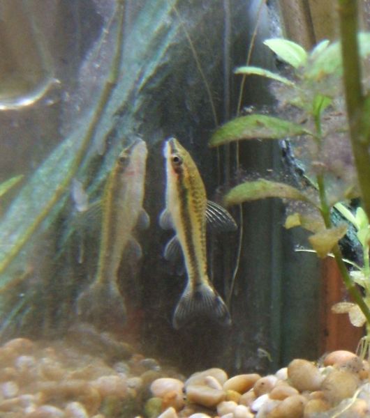 File:Otocinlcus1.jpg
