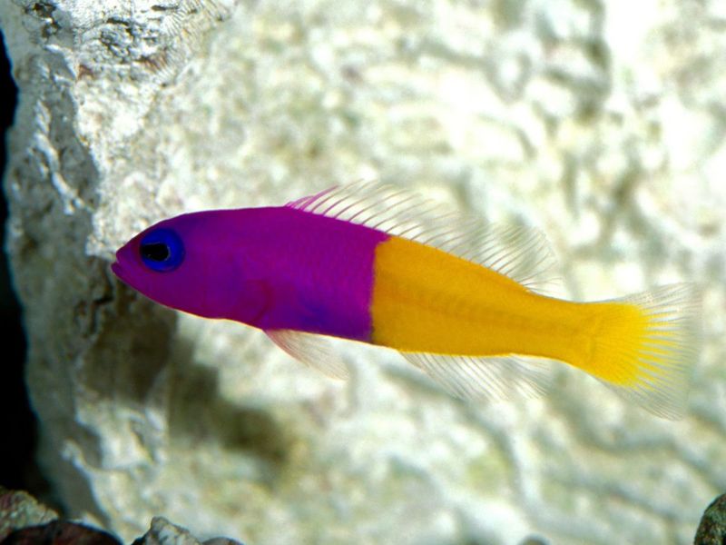 File:RoyalDottyback1-7142.jpg