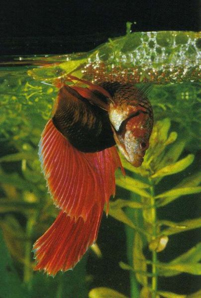 File:Bettasplendens-breeding-wrap.jpg