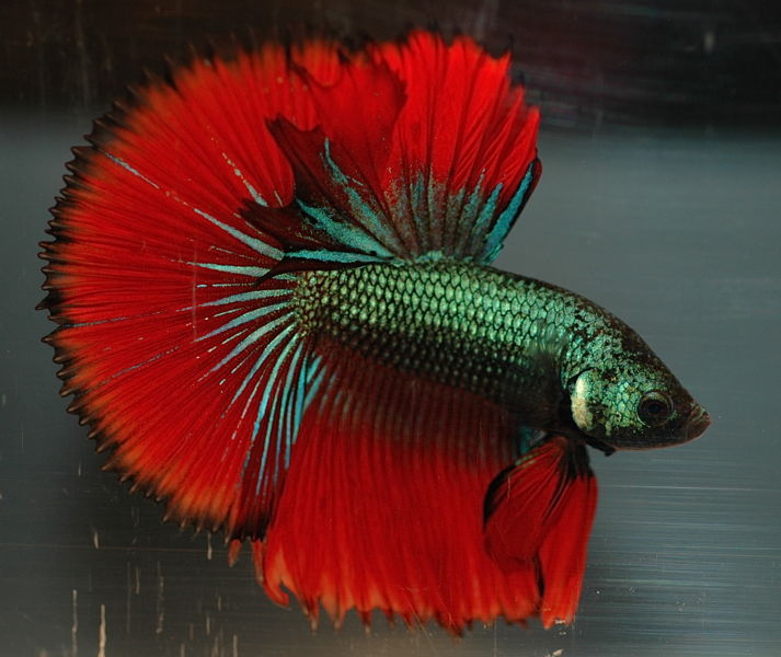 File:HM Imbellis betta-2027.jpg
