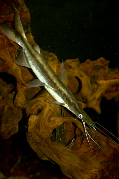 File:Sorubim lima-7530.jpg