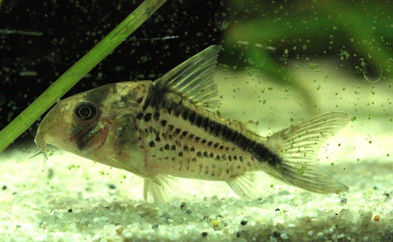 File:Corydoras-loxozonus.jpg