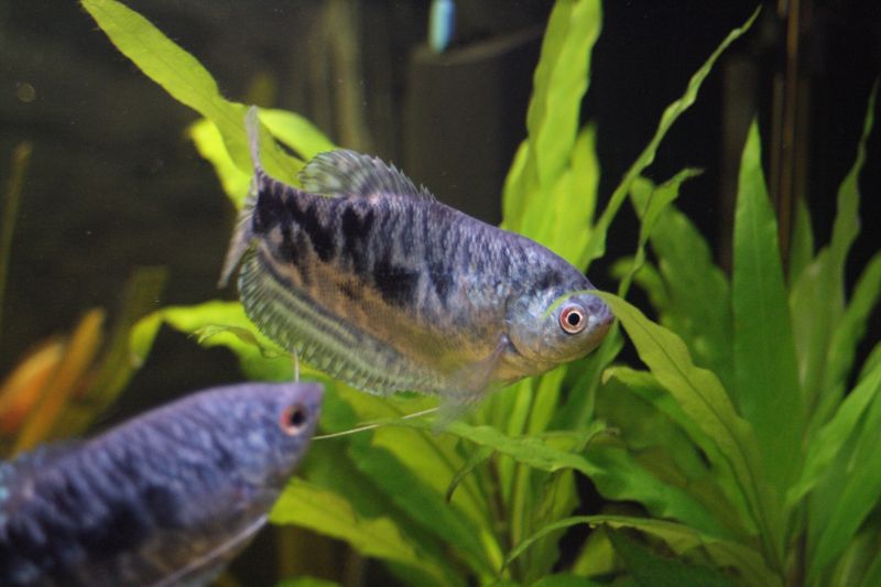 File:BlueGourami-6980.jpg