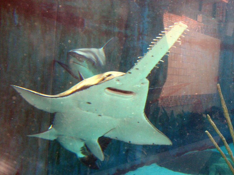 File:Pristis microdon-4627.jpg
