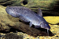 Eel-tailed Catfish.JPG