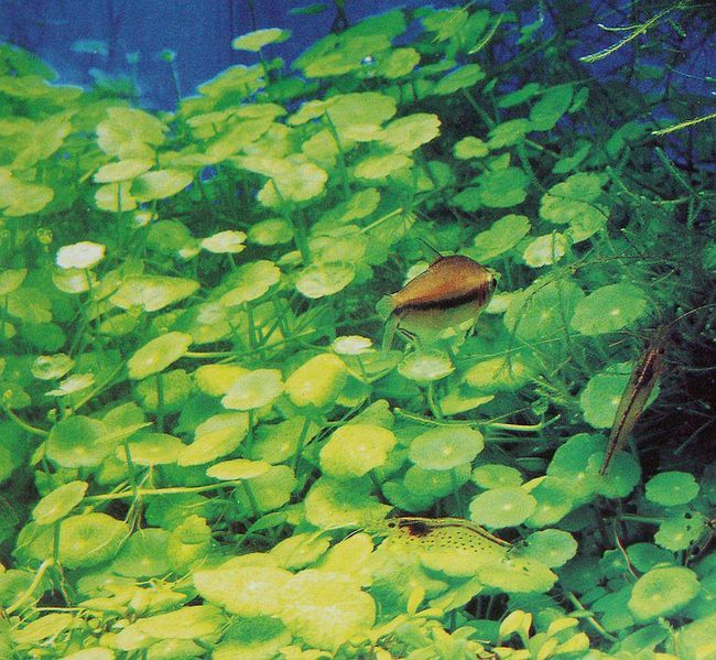 File:Hydrocotyle verticillata2.jpg