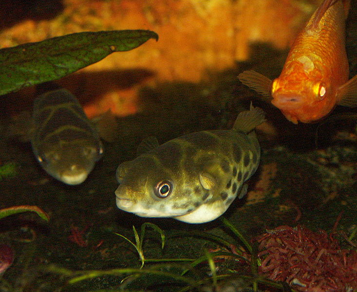 File:Tetraodon fluviatilis 6.jpg