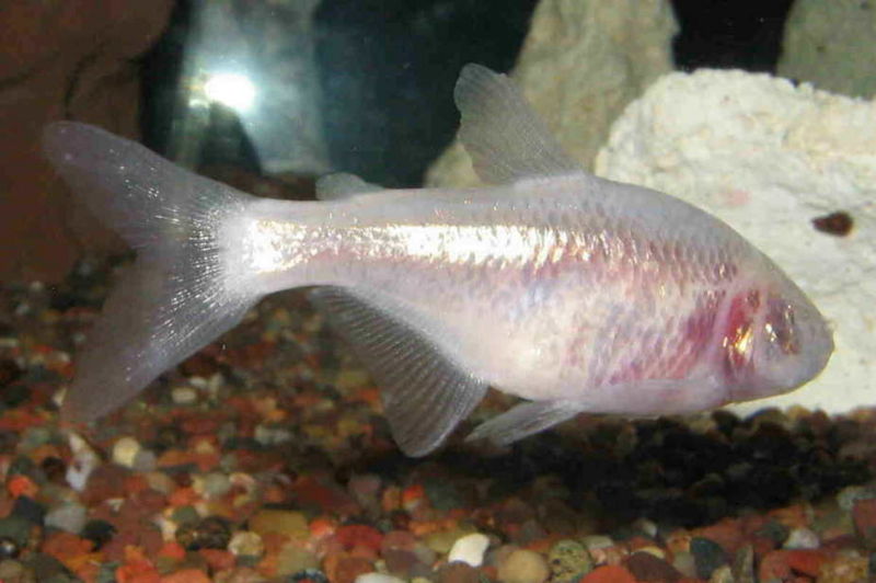 File:Blindcavefish-9697.jpg