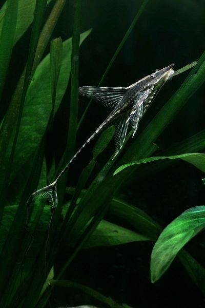 File:Sturisoma aureum.jpg