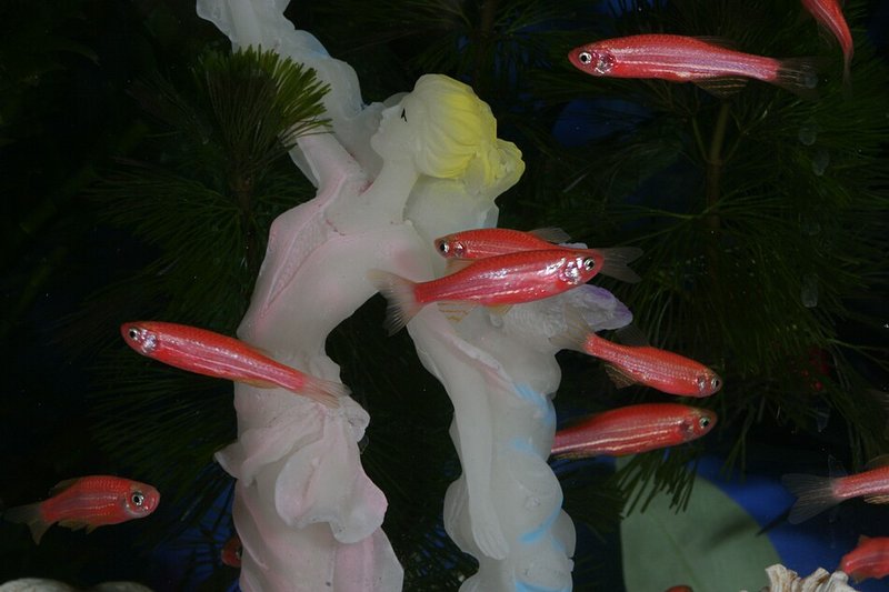 File:Glofish 1.jpg