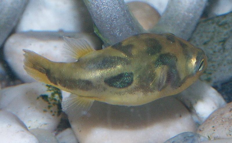 File:Carinotetraodon travancoricus5.jpg