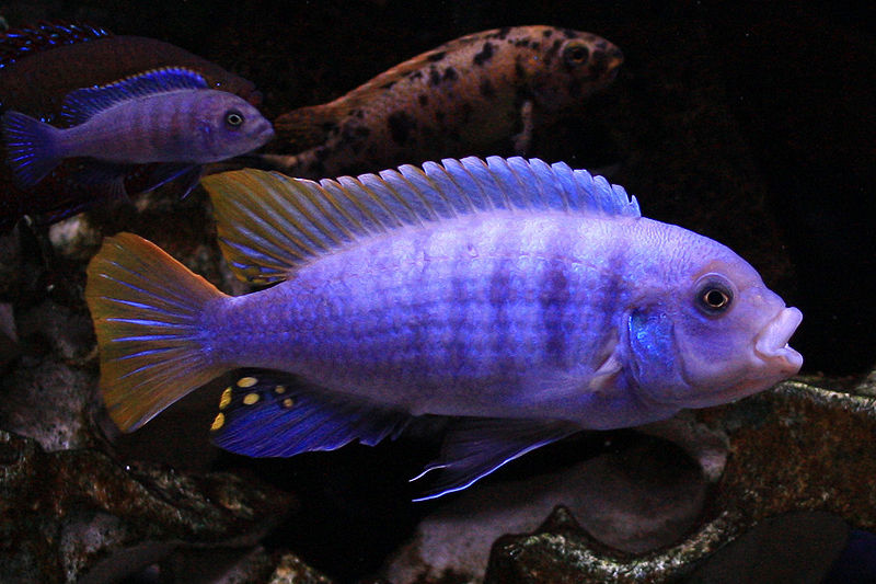 File:Metriaclima greshakei-6891.jpg
