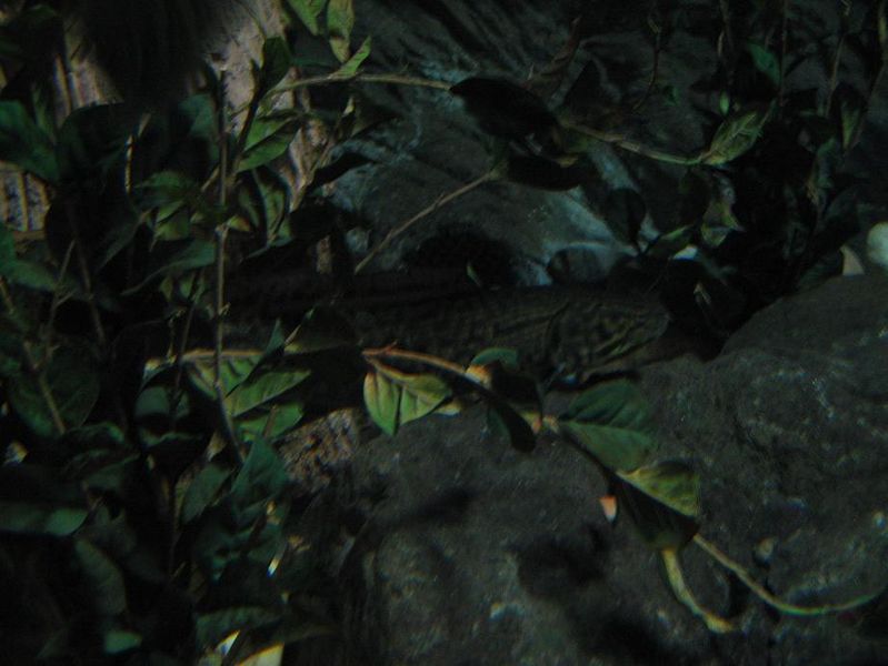 File:Amia calva 2.jpg