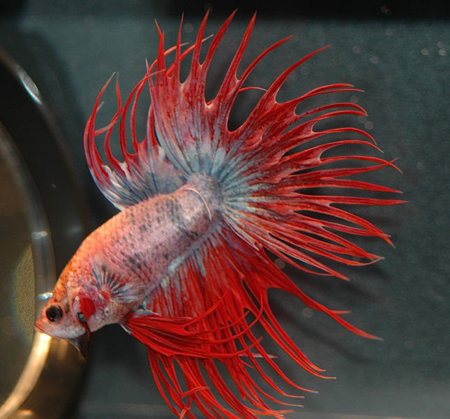 File:Betta splendens-multi-7847.jpg