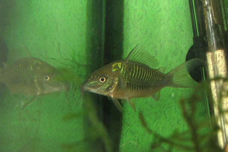 File:Brochissplendens-6146.jpg
