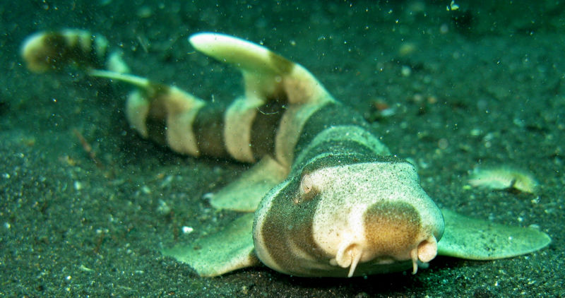 File:Chiloscyllium punctatum-6292.jpg