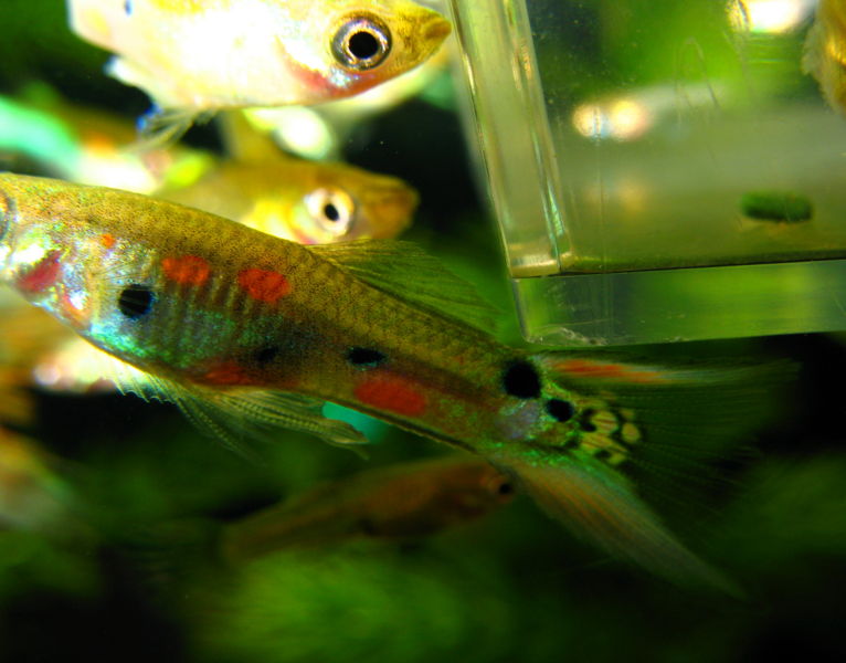 File:Endlerguppymarkings-1113.jpg