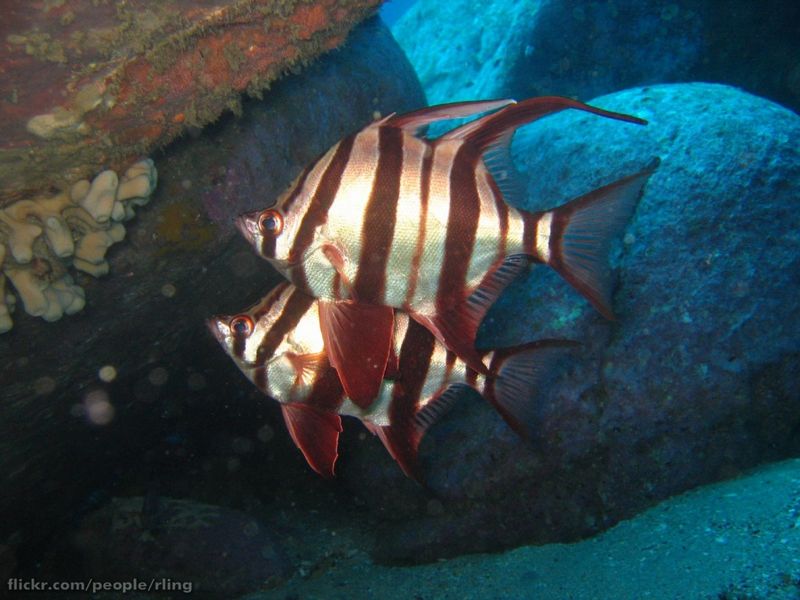 File:Enoplosus armatus-5475.jpg