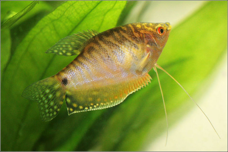 File:Goldgourami-5831.jpg
