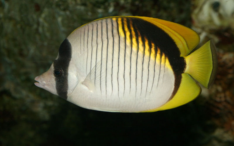 File:Linedbutterflyfish.jpg