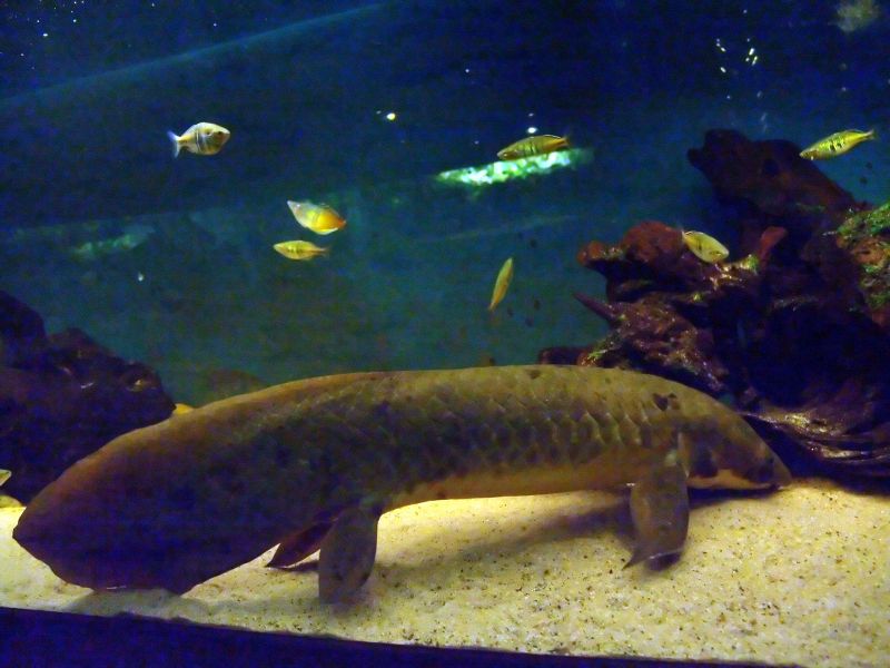 File:Queenslandlungfish-4773.jpg