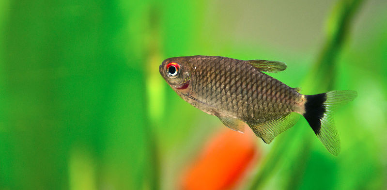 File:Red Eye Tetra1.jpg