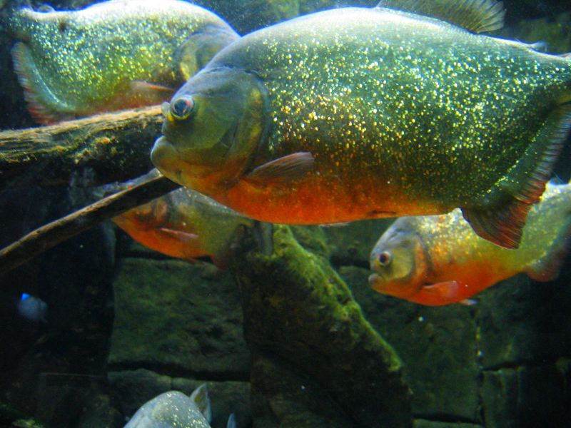 File:Redbellypiranha-5910.jpg