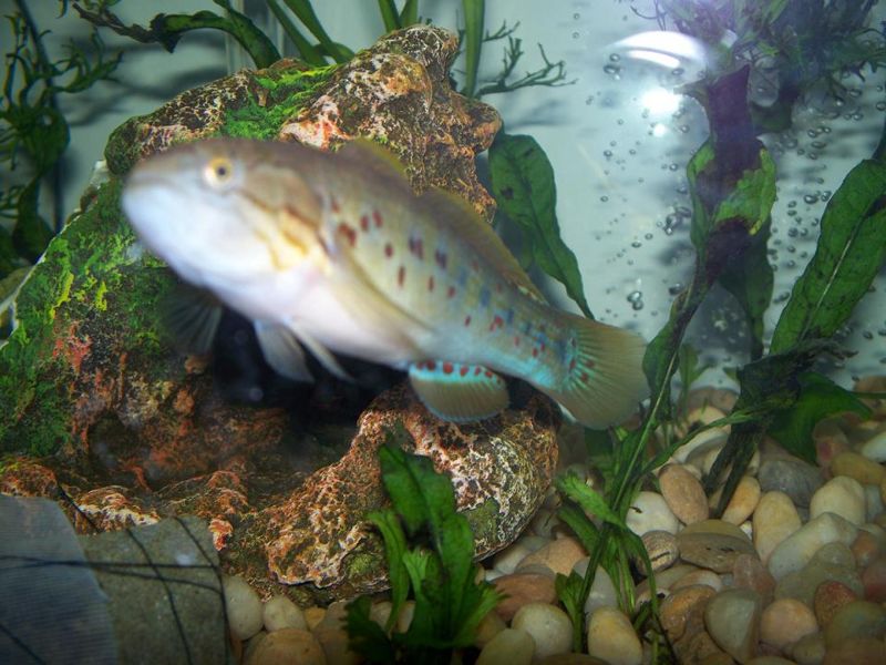 File:100 0446.jpg