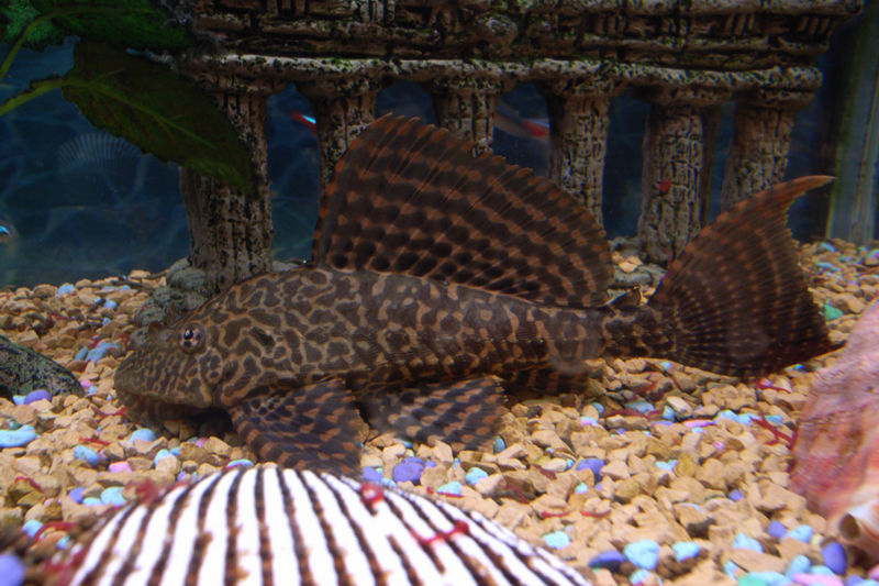 File:Sailfinpleco-239.jpg