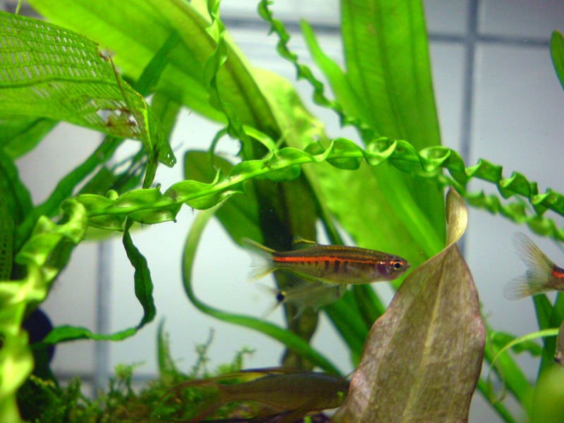 File:Daniochoprae-6913.jpg