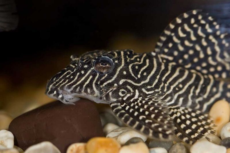File:Queenarabesquepleco.jpg