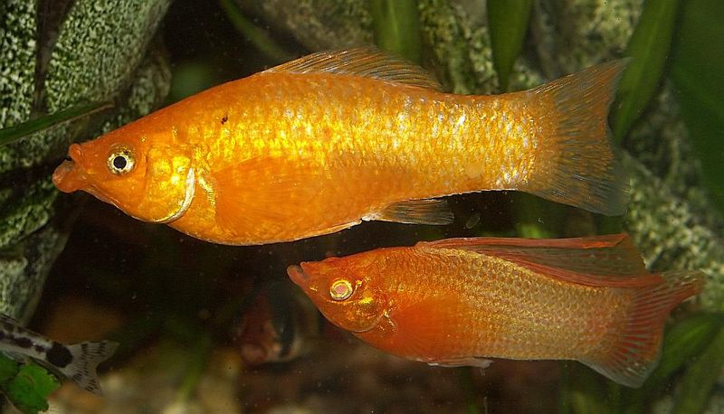 File:Poecilia velifera3.jpg