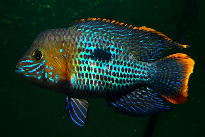 File:Aequidens rivulatus-6404.jpg