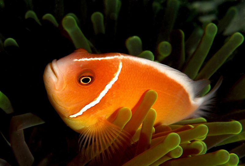 File:Amphiprion perideraion-9619.jpg