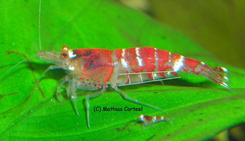 File:Male Crystal Red Shrimp.jpg