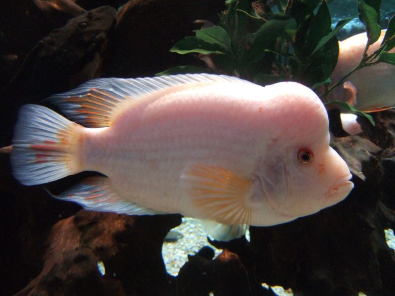 File:Amphilophus labiatus-373.jpg