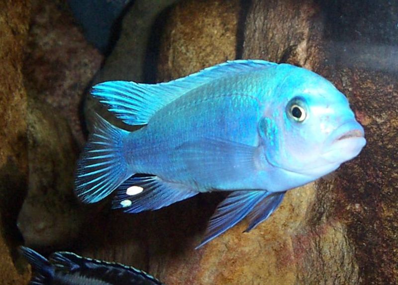 File:Pseudotropheus zebra-4150.jpg