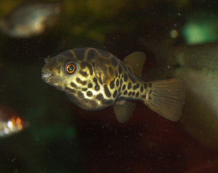 File:Tetraodon fluviatilis 2.jpg